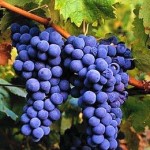 Uva-de-Neyba