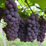 Uva de Neyba