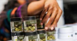 Advertencia de EEUU: tarjetas de marihuana medicinal no son válidas en RD