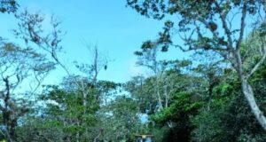 UTEPDA y Alcaldía de Villa Jaragua intervienen camino interparcelarios en tramo Hierba Buena La Esperanza, El Barro