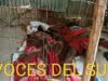 Hallan ciudadano haitiano muerto a machetazos en su vivienda en Galván.