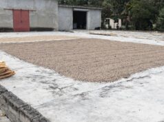 La producción de café dominicano bajo ataque de plagas, rezago y bajo rendimiento