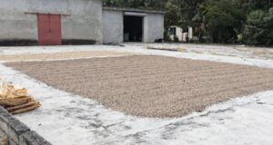 La producción de café dominicano bajo ataque de plagas, rezago y bajo rendimiento