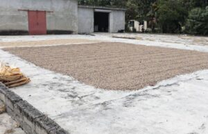 La producción de café dominicano bajo ataque de plagas, rezago y bajo rendimiento
