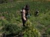 OCOA: Descubren plantación con más 3,000 matas marihuana