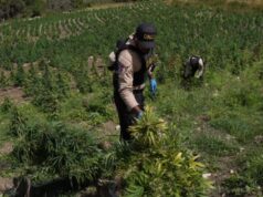 OCOA: Descubren plantación con más 3,000 matas marihuana
