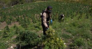 OCOA: Descubren plantación con más 3,000 matas marihuana