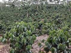 Productores de café advierten falta de apoyo mantiene estancado sector