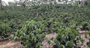 Productores de café advierten falta de apoyo mantiene estancado sector