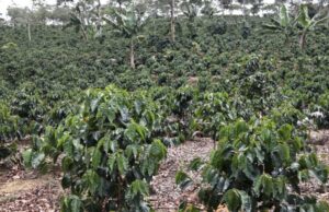 Productores de café advierten falta de apoyo mantiene estancado sector