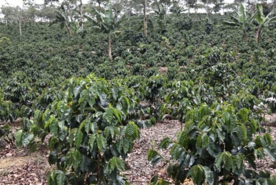 Productores de café advierten falta de apoyo mantiene estancado sector